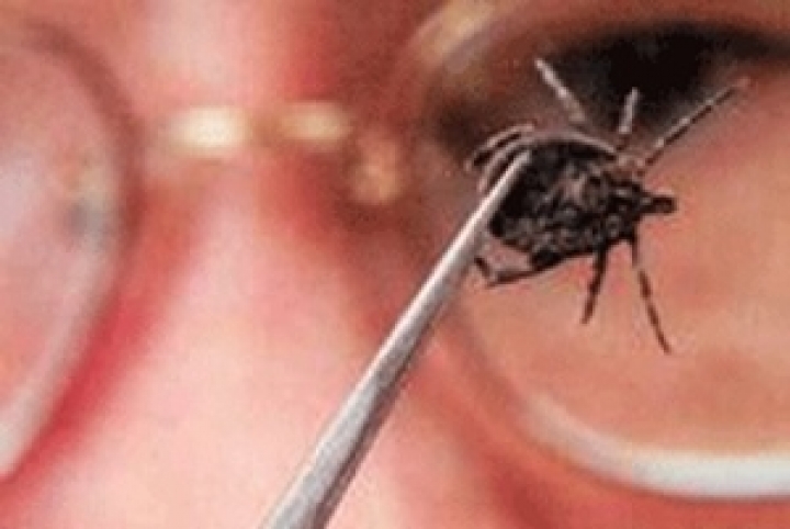 В ЛИЦ обратились четверо покусанных клещами