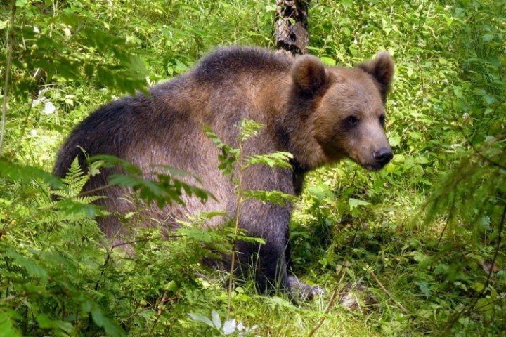Латвийские медведи могут попросить убежища в Белоруссии (ВИДЕО)