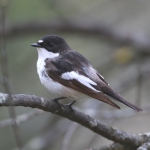 В Болдерае состоится встреча с птицами