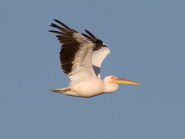 В Латвии был замечен розовый пеликан