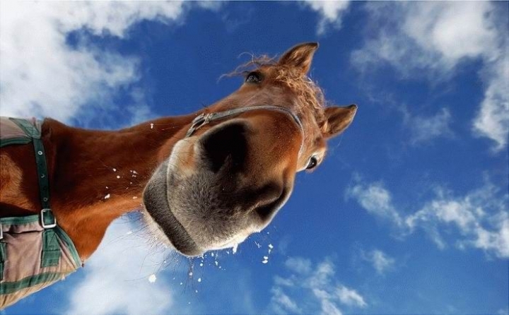 Странные страховые случаи: лошадь съела краску с капота