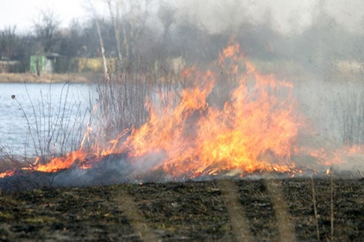 Один день обошелся без сжигания прошлогодней травы