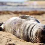В Рижский городской канал заплыл тюлененок