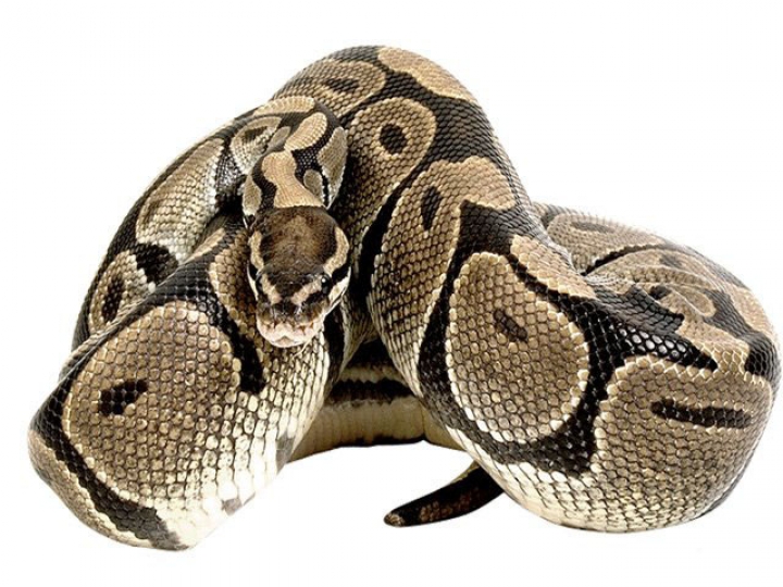 В Гулбене спасатели забетонировали змею