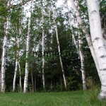 Сегодня в Риге будет относительно прохладно