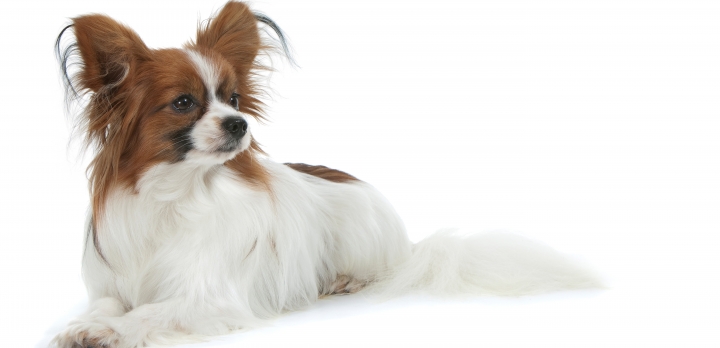 Бренд Royal Canin создал корм для собак с чувствительной кожей