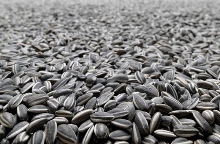 Полиция наказала подростка за грызение семечек