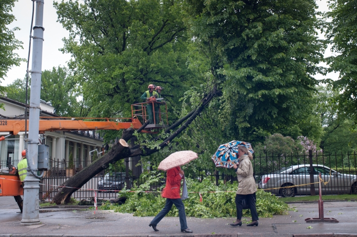 Буря в Риге валит деревья
