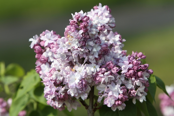 Tele2 создал в Риге уникальный сиреневый сад (ФОТО)