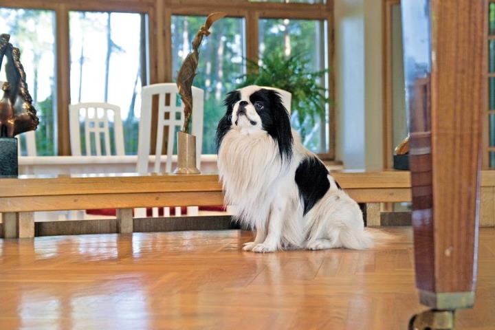 У Вике-Фрейберги умерла собака