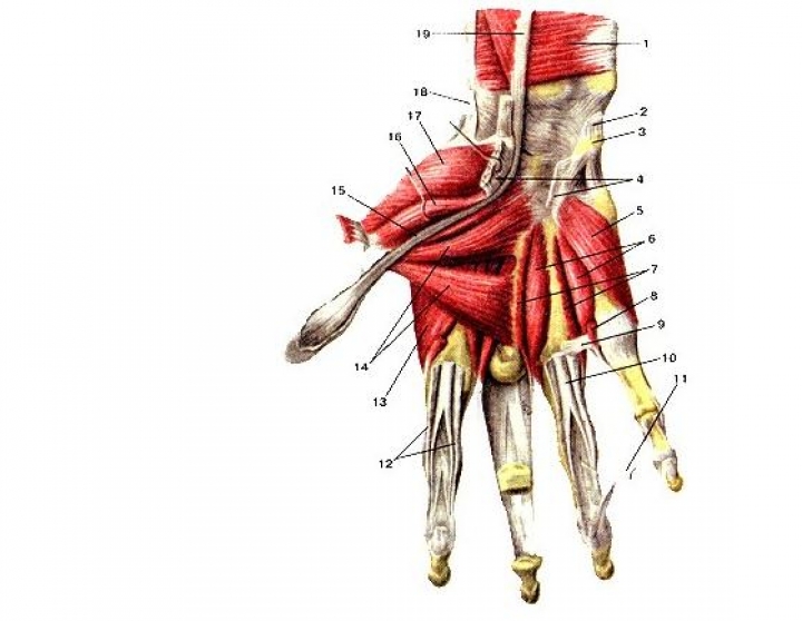 В Центре микрохирургии пациенту вернули кисть руки