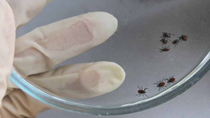 В реанимацию помещен пациент с клещевым энцефалитом