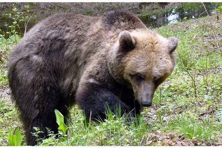 Медвежьи следы на полигоне не оставят без внимания