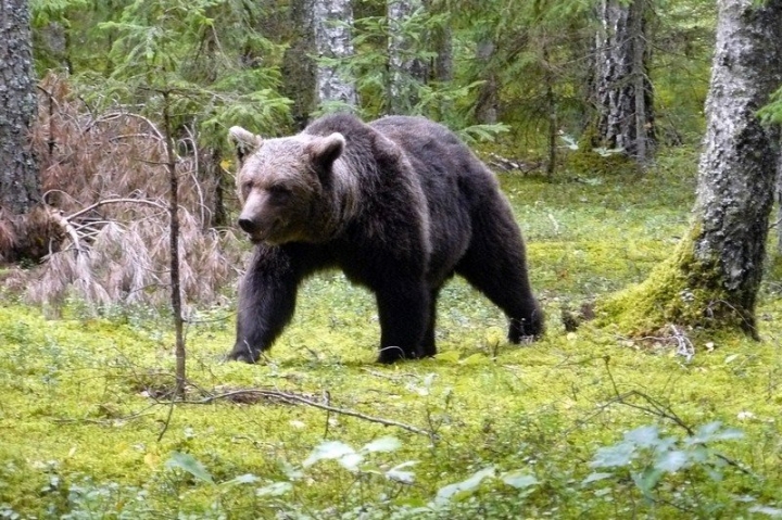 Начат уголовный процесс о смерти медведицы Маде