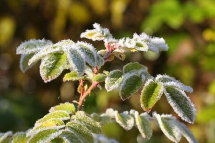 Синоптики обещают заморозки