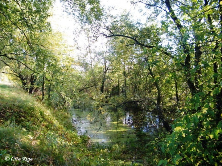 Сегодня в Парке Аркадии состоится праздник Пардаугавы