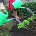 Министры высадили свеклу и капусту (ВИДЕО)