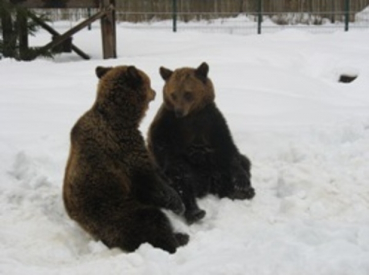 Медведей Микуса и Пуйку увезут из Лигатне