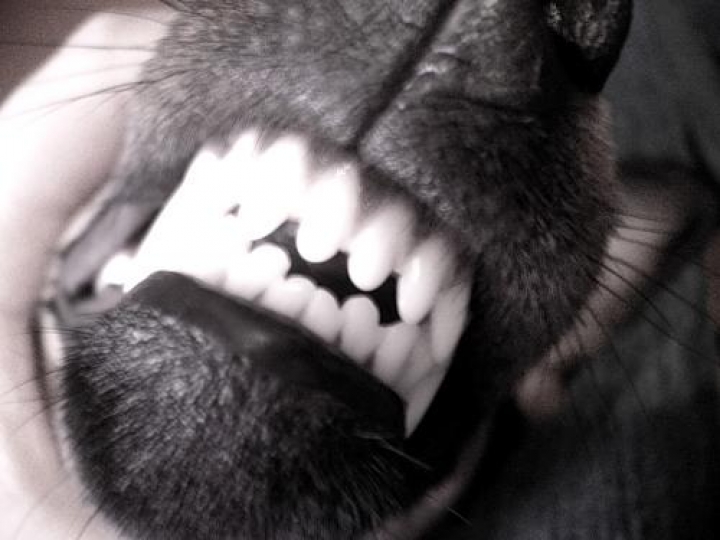 Трагедия в Шампетерисе: Бродячие собаки могли учинить еще одну расправу