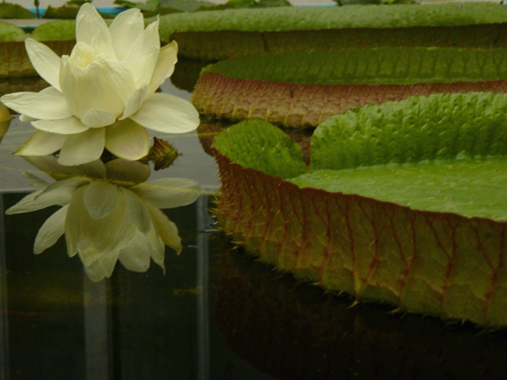 В Ботаническом саду необычно рано расцвела лилия Виктории