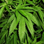 Уругвай монополизирует торговлю марихуаной