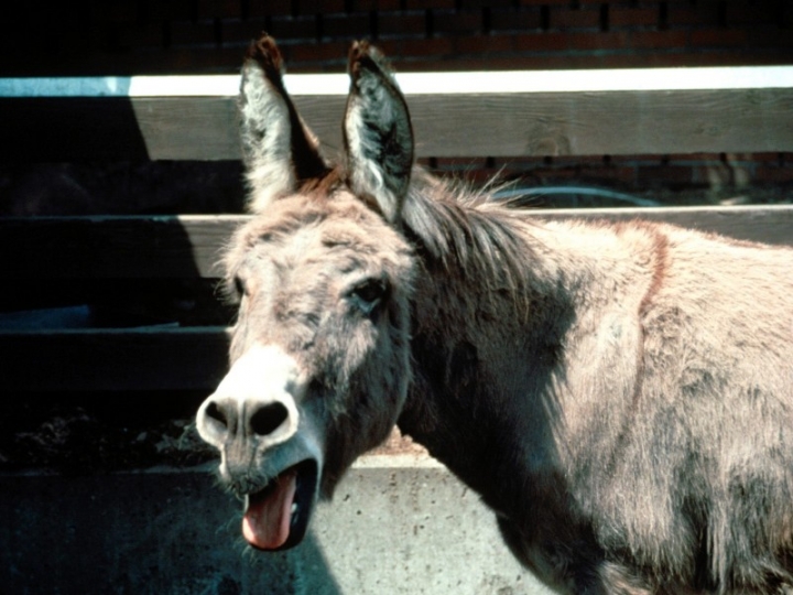 В Юрмале в канализационный люк провалилась лошадь