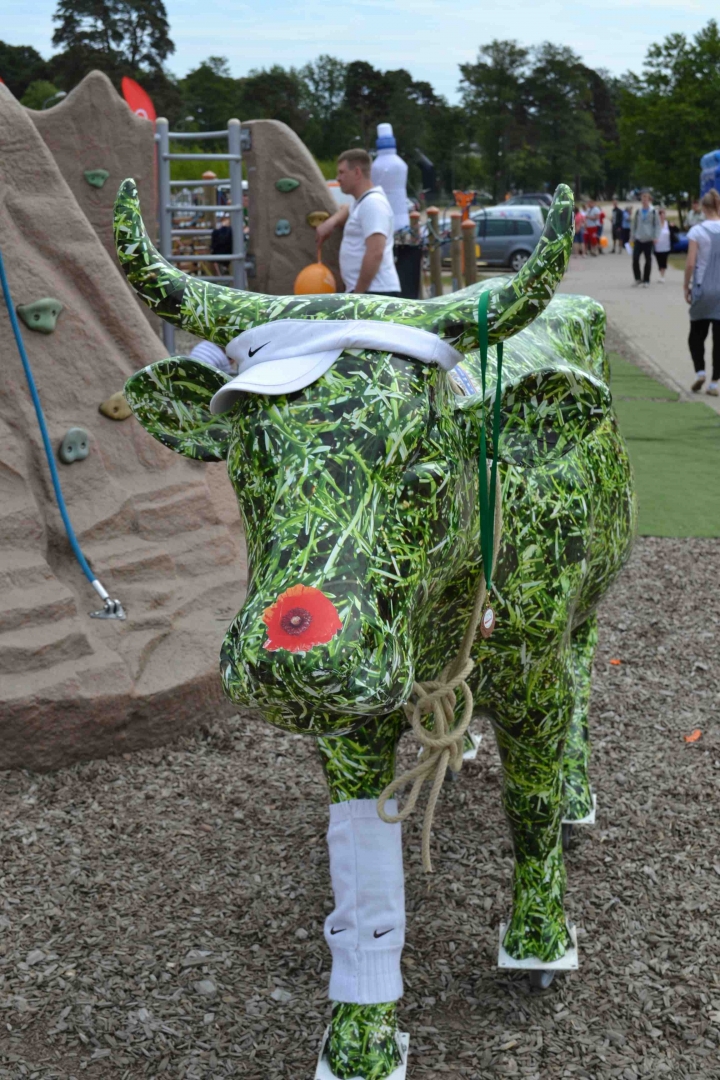 Участница коровьего парада вернулась в Вентспилс