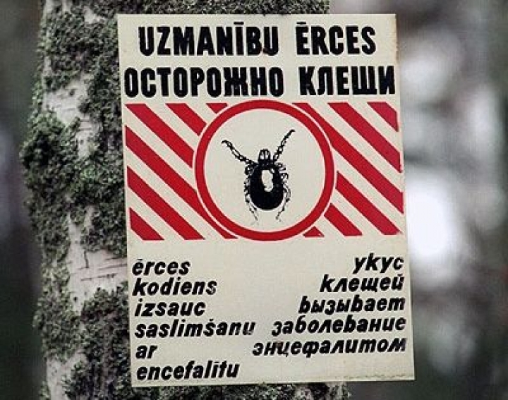 Самые злобные клещи живут на лугах