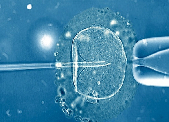 Государство заплатит за искусственное оплодотворение для 50 пар