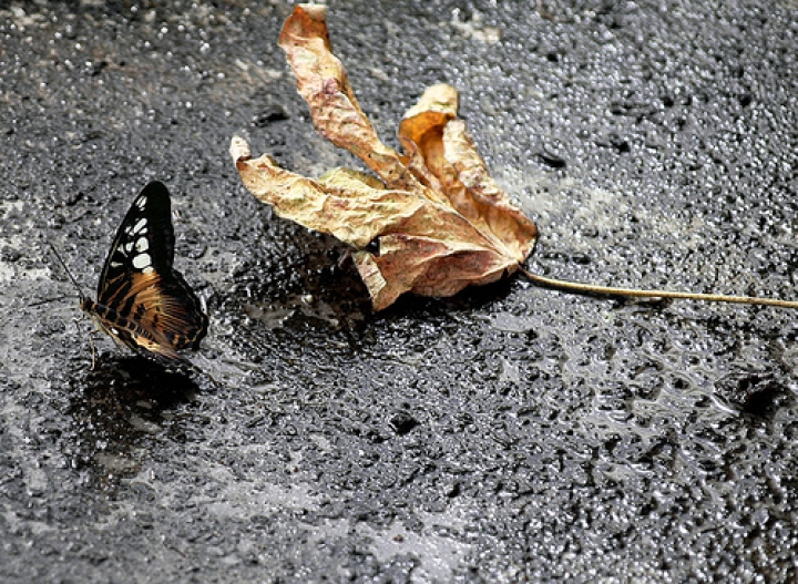 На Лиго в отдельных районах Латвии будет лить дождь