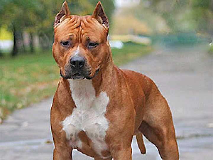 Агрессивные собаки снова нападают на жителей