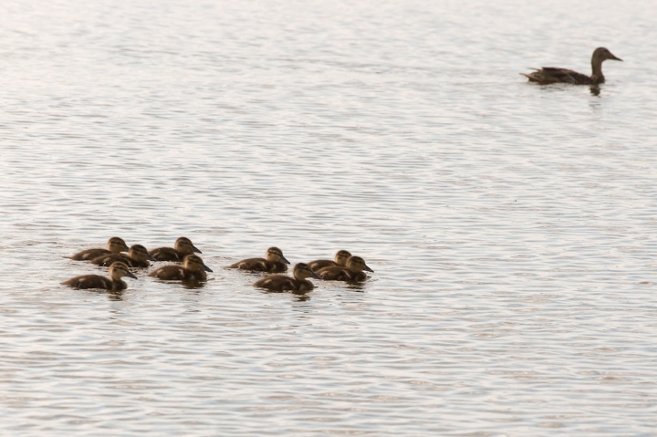 Правительство рассмотрит вопрос о ремонте дамбы на озере Лубанас (ВИДЕО)