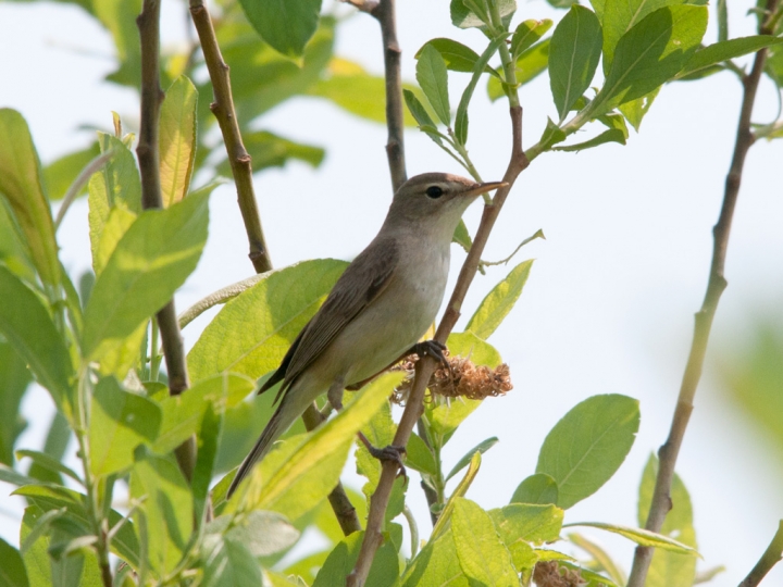 В Латвии завелась северная бормотушка