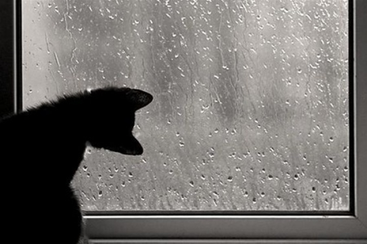 Синоптики обещают дожди и грозы