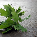 В понедельник будет тепло и дождливо