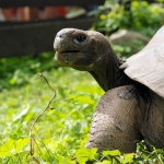 В зоопарк сдают надоевших владельцам экзотических животных