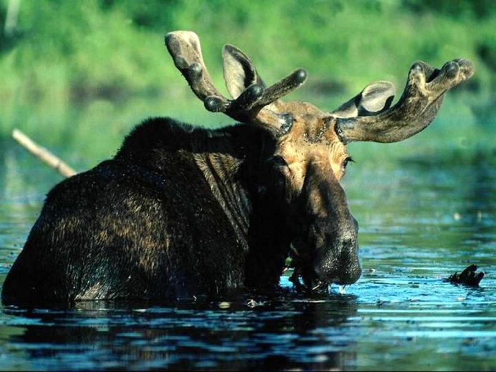 В Литве в крупных городах стали появляться лоси
