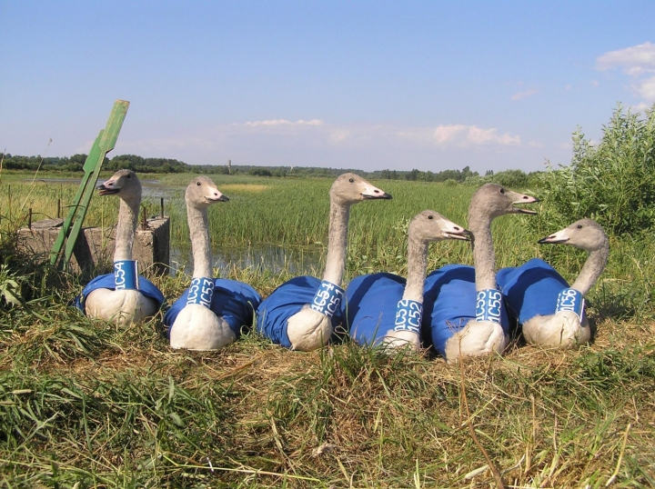 Началось ежегодное окольцовывание северных лебедей
