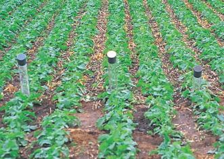 Агроном: из-за дождей могло пострадать качество зерна