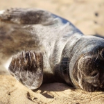 Шесть латвийских тюленят отправились в Китай