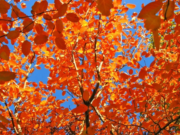 Среди натурализовавшихся больше всего русских