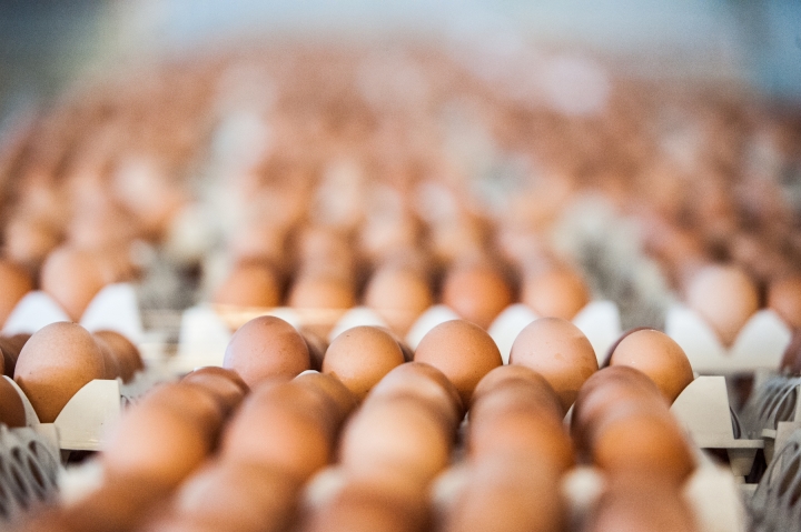 Balticovo будет производить вареные яйца