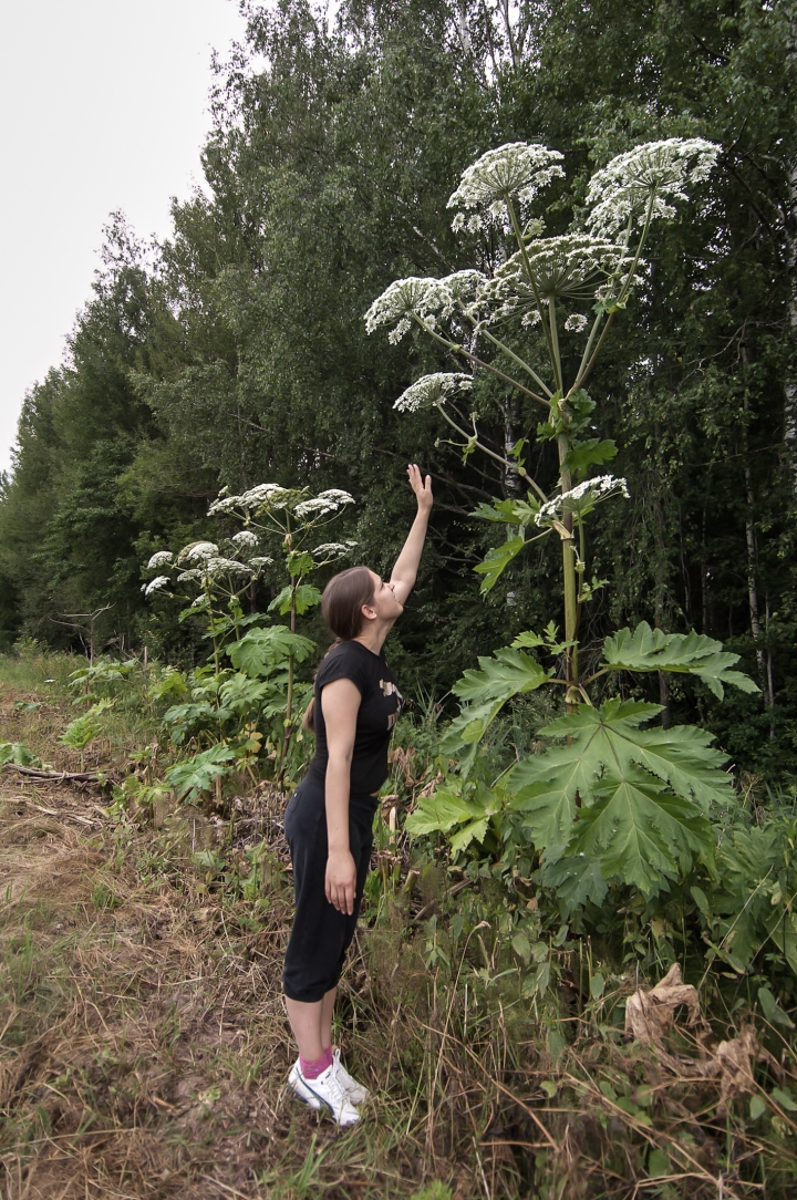 МОСРР просит 5 млн. латов на борьбу с борщевиком (ФОТО)