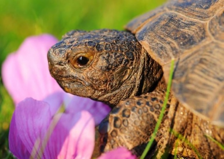Черепаха, прошедшая Первую мировую, ищет новых хозяев