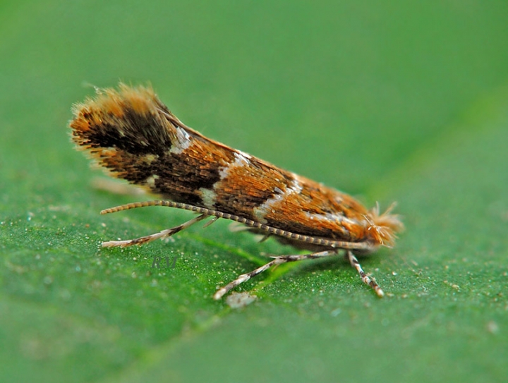 Латвию оккупировала каштановая минирующая моль