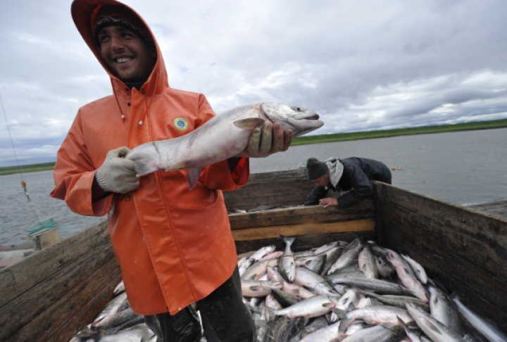 Еврокомиссия хочет ограничить вылов балтийского лосося и трески