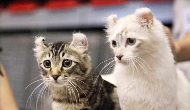 Владельцам домашних животных потребуется пройти специальные курсы