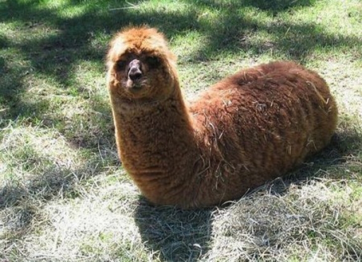 Спасатели вытащили из болота ламу