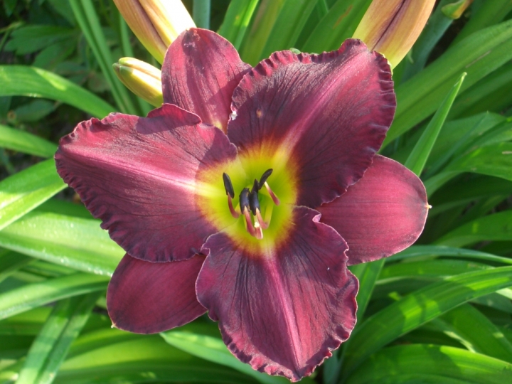 В Музее природы открылась выставка лилейников