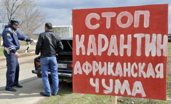 Эксперты пугают Латвию африканской лихорадкой